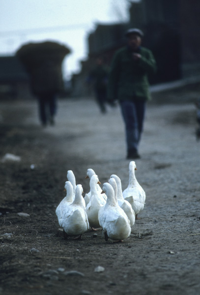 Geese, China