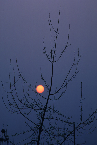 Sunset and tree, Beijing