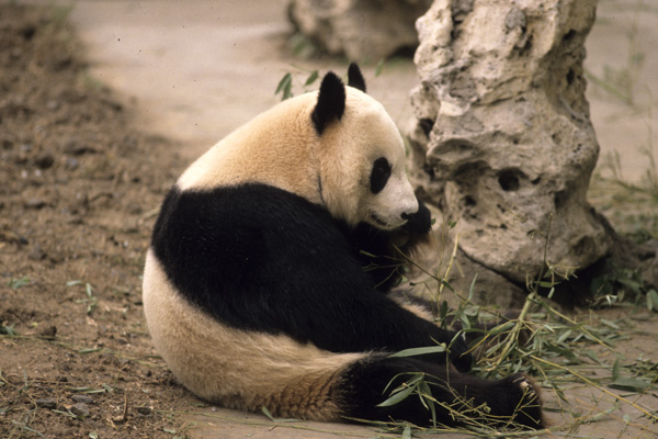 Panda at Beijing Zoo