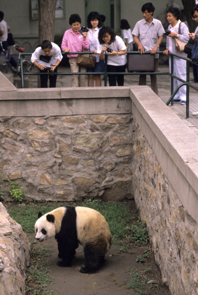 Panda in Beijing Zoo