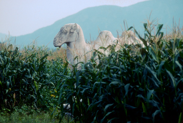 Camel, Eastern Qing Tombs