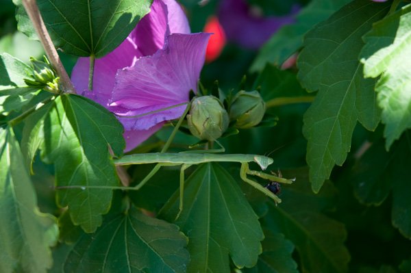 Praying mantis and flower