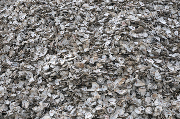 Oyster Shells