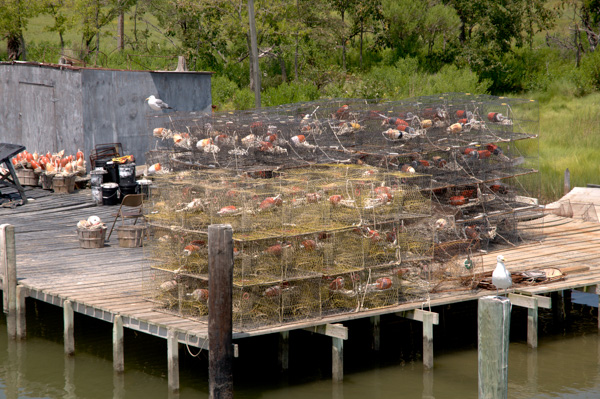 Crab Cages at Smith Island