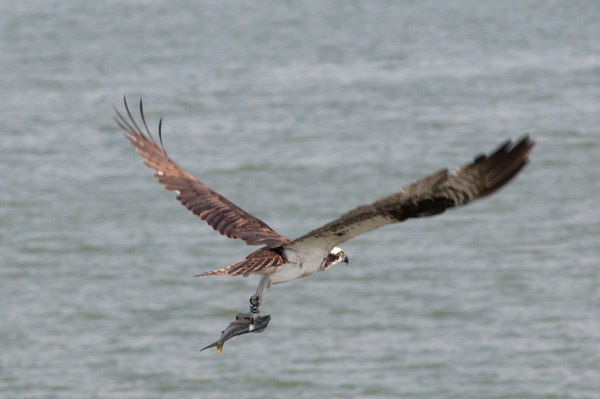 Osprey with fish, Chesapeake Bay
