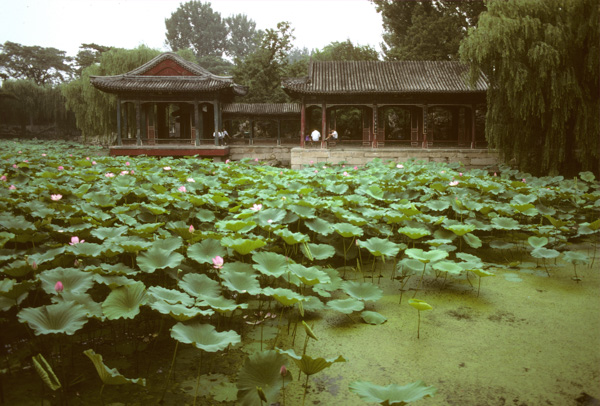 Garden with Lilypads