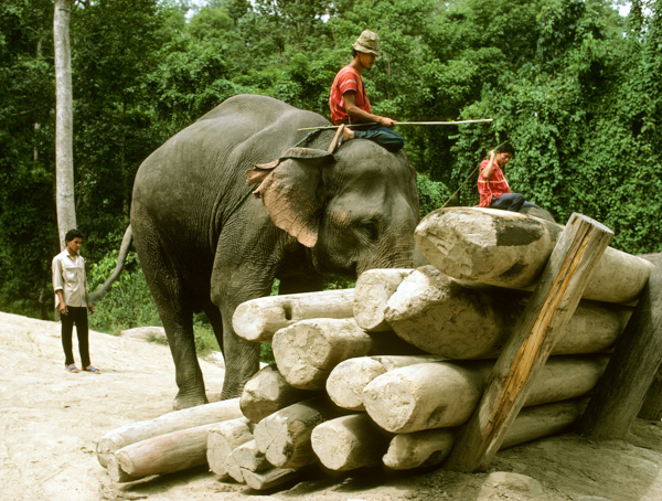 Elephants, Chiang Mai, Thailand