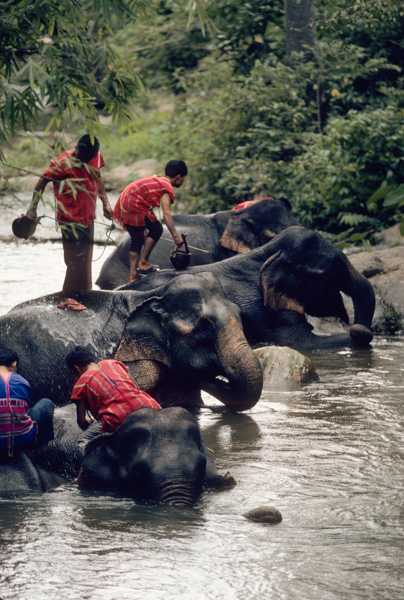 Elephants, Chiang Mai, Thailand