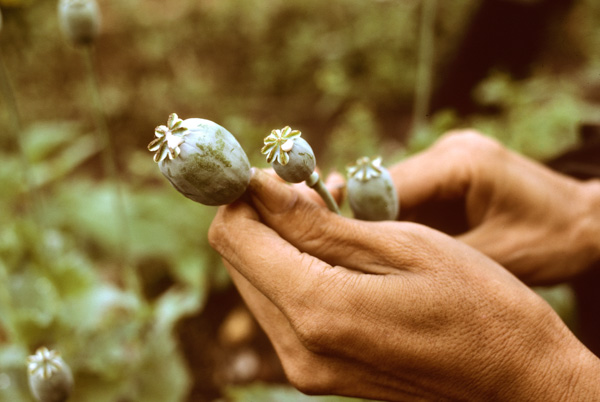 Opium poppy pod, Chiang Mai, Thailand