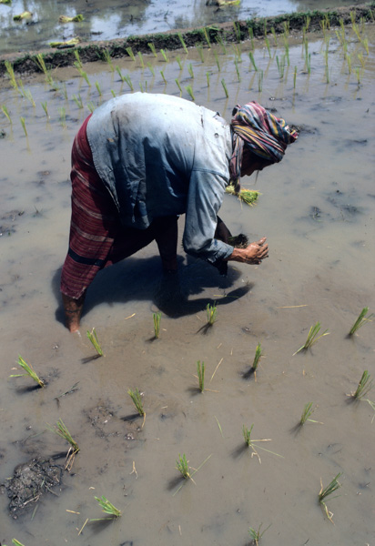 Farmers planting rice, Thailand