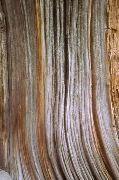 Tree bark, Zhongshan Park