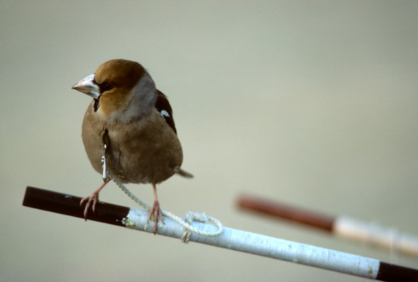Bird on perch, Beijing