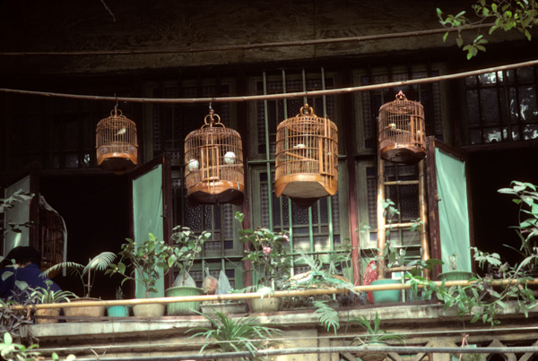 Bird cages on balcony