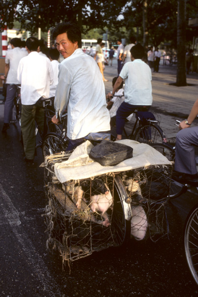 Man carries pigs on bicycle