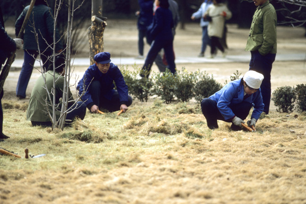 workers cutting grass