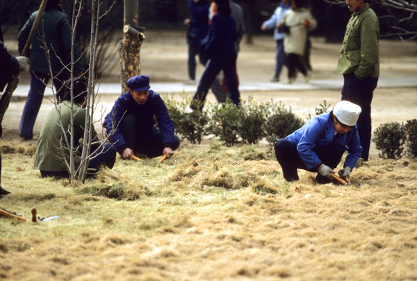 Grass cutting