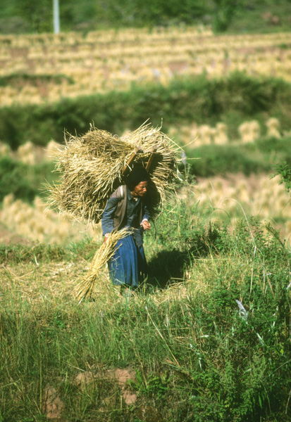 Peasant with load of stalks, China