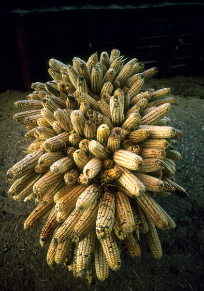 Corn, Xichang, China