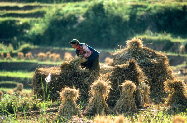 Stacking stalks in Xichang, China