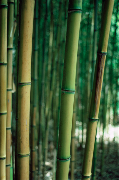 Bamboo, China