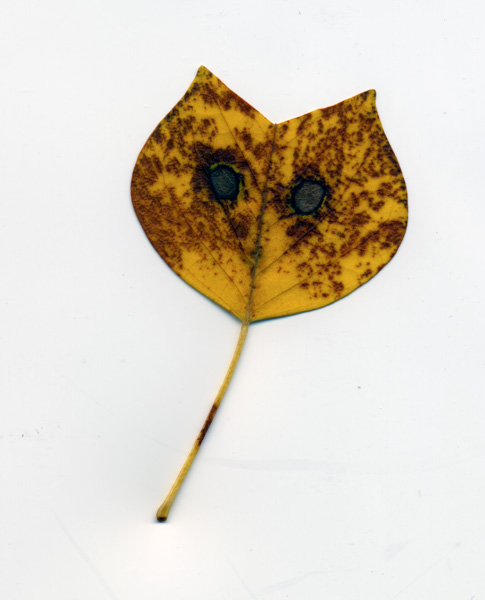 Cat Leaf