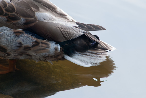 Duck tail feathers