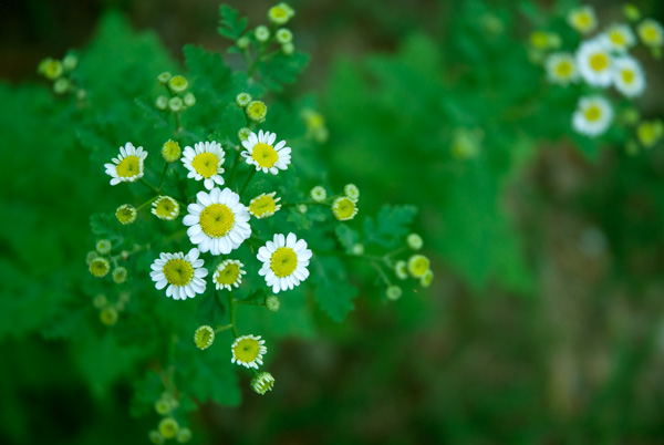 Small white and yellow flowers
