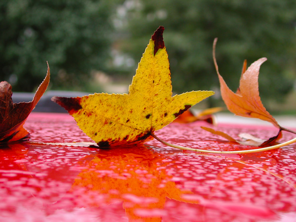 Leaf on car
