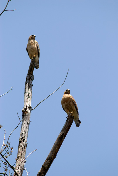 Two hawks
