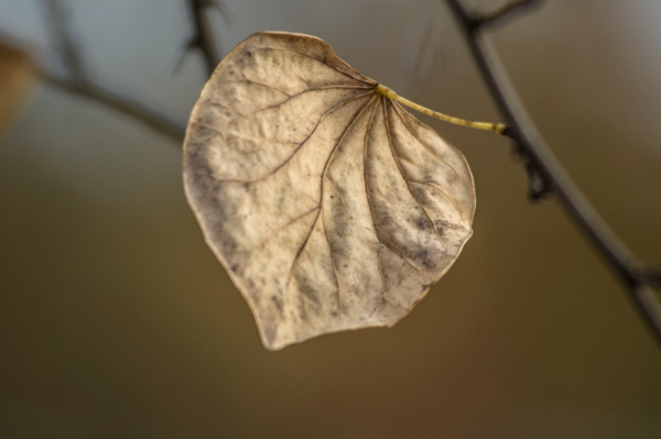 Dead leaf on branch.