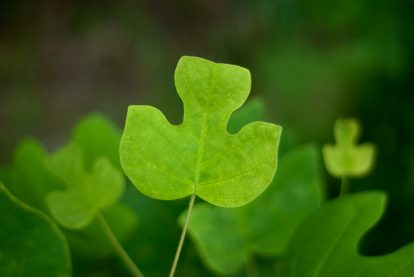 Green Leaves