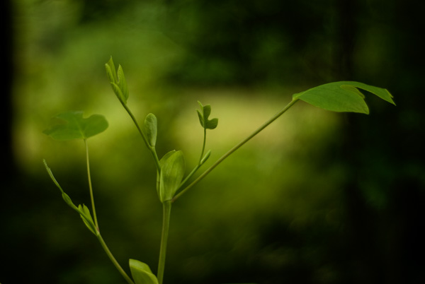 New Leaves