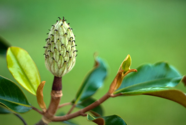 Magnolia