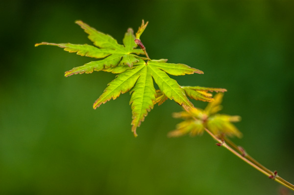 Japanese maple leaves