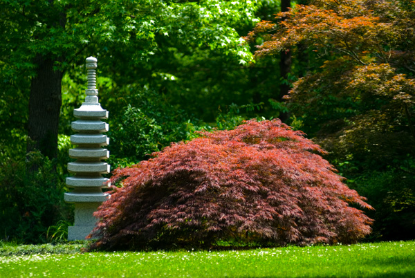 Japanese maple and garden feature