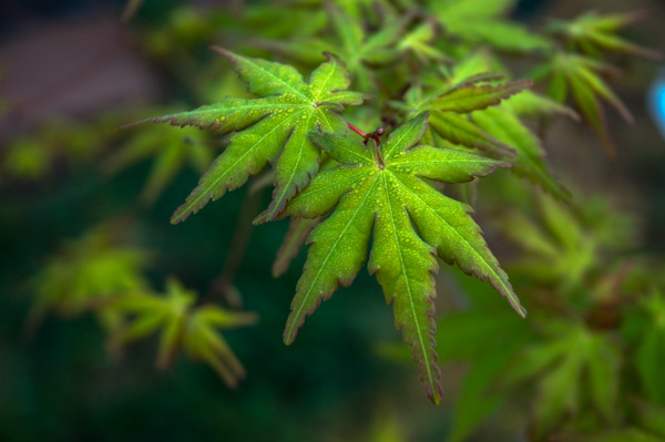 Japanese maple leaves