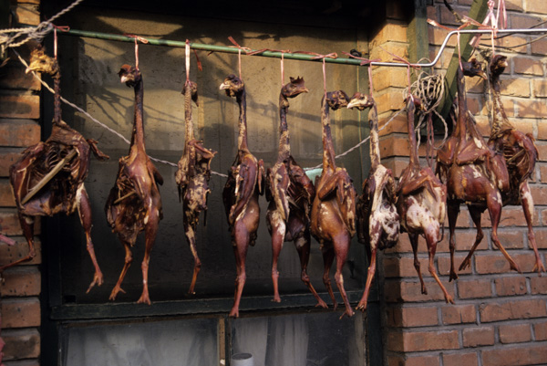 Chickens drying