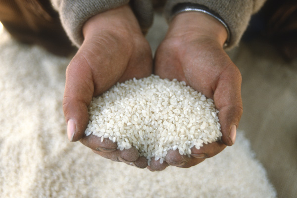 Man holds rice in hands