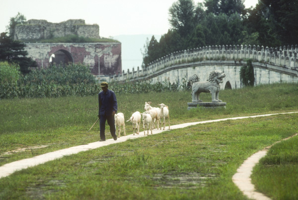 Man and goats at Eastern Qing Tombs