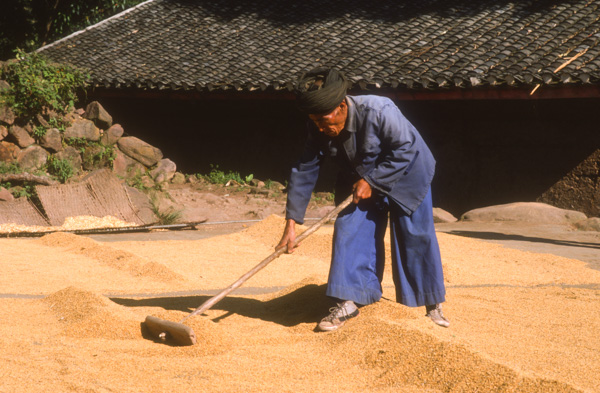 Chinese minority man drying grain