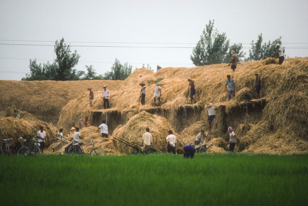 Haying near Zhengzhou