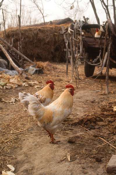 Chicken in village near Beijing