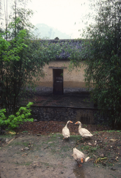 Geese near Chongqing, China