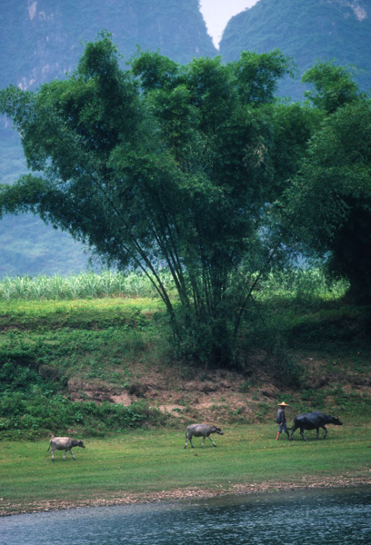 Man and water buffalo along the Li River