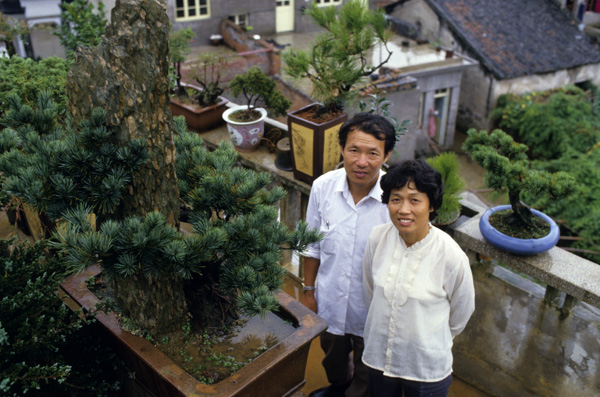 Bonzai tree sellers