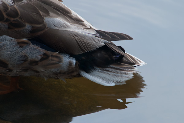 Duck feathers and water