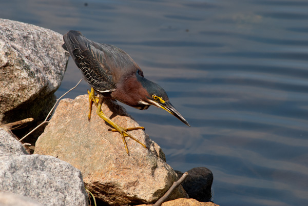 Bird on the rocks