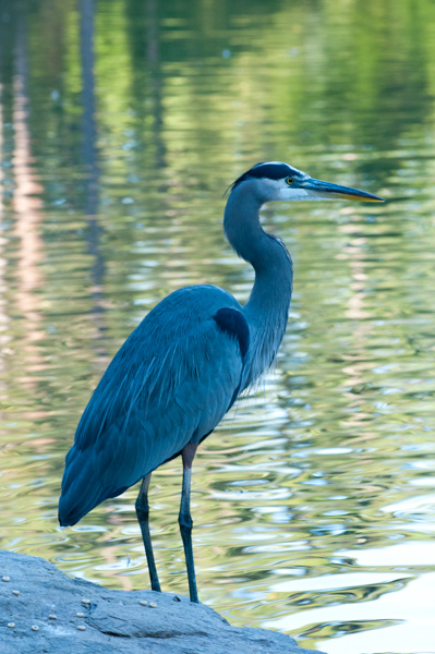Blue heron, Duke Gardens