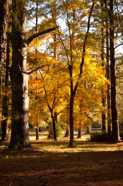 Fall colors in North Carolina