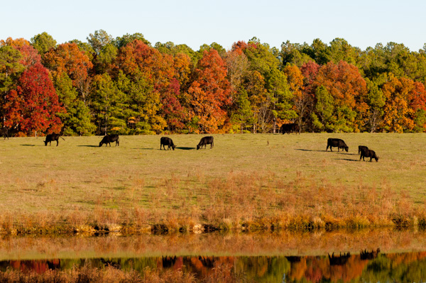 Fall colors and cows